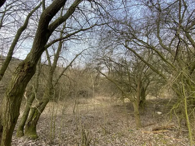 Prodej louky, Městečko Trnávka - Lázy, 1158 m2