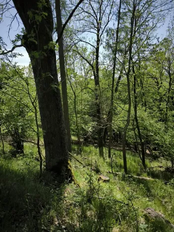 Prodej lesa, Lesnice, 1410 m2