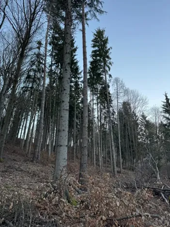Prodej lesa, Zděchov, 5729 m2