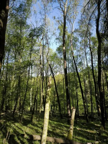 Prodej lesa, Řepín, 5226 m2