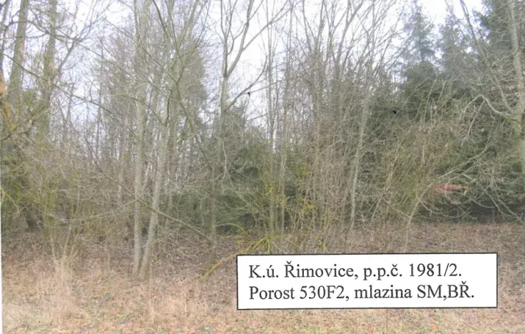 Prodej lesa, Řimovice, 522 m2