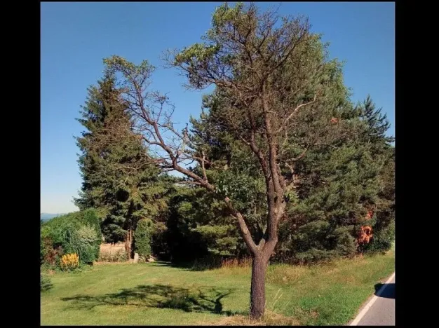 Prodej pozemku, Trhové Sviny - Rankov, 915 m2