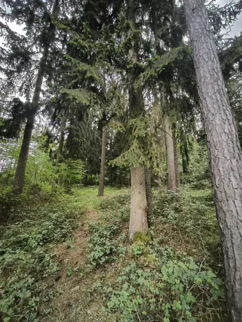 Prodej lesa, Myslív, 5003 m2