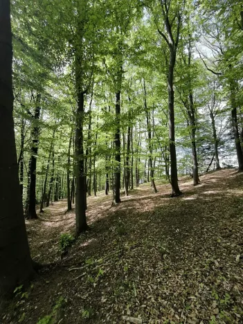 Prodej podílu lesa, Lhotsko, 3236 m2