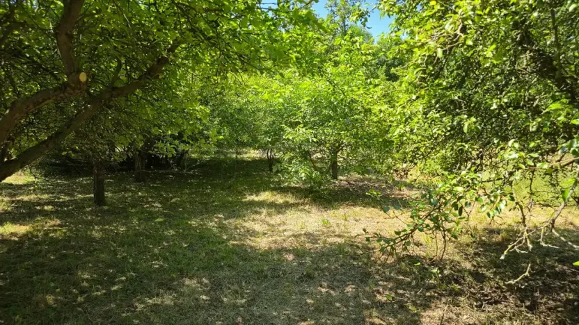 Prodej pozemku pro bydlení, Bukovina u Přelouče, 998 m2