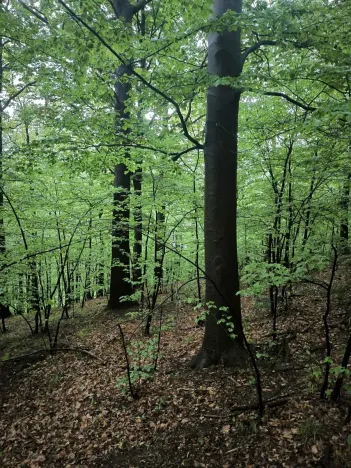Prodej lesa, Bernartice, 23360 m2
