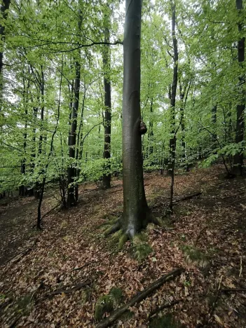 Prodej lesa, Bernartice, 23360 m2