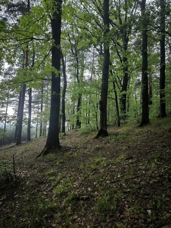 Prodej lesa, Bernartice, 23360 m2