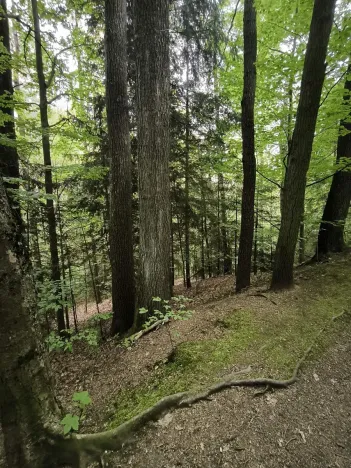 Prodej lesa, Liberec, 10902 m2