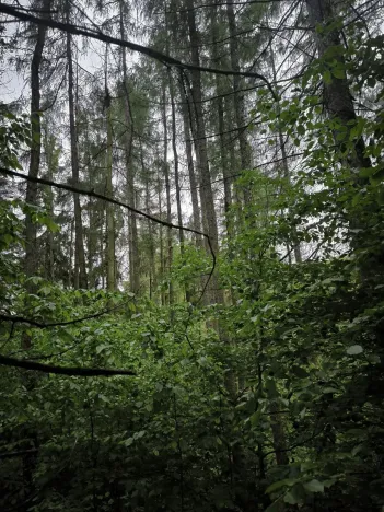 Prodej lesa, Zábřeh, 4422 m2