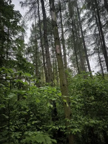 Prodej lesa, Zábřeh, 4422 m2