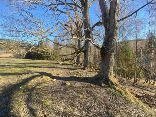 Dražba pozemku, Železná Ruda, 1644 m2