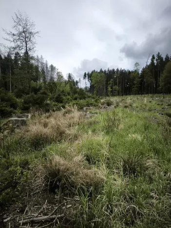 Prodej podílu lesa, Kamberk, 1844 m2