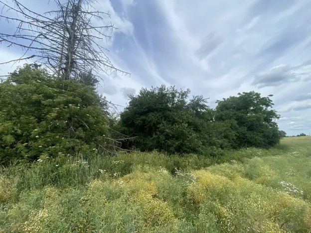Prodej lesa, Slavičky - Pozďátky, 560 m2