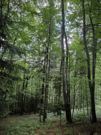 Prodej lesa, Nový Hrozenkov, 21241 m2