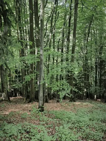 Prodej lesa, Nový Hrozenkov, 21241 m2