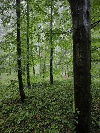 Prodej podílu lesa, Pustiměř, 1292 m2