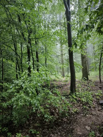 Prodej podílu lesa, Pustiměř, 1292 m2