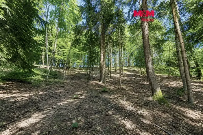 Prodej lesa, Jestřebí, 6855 m2
