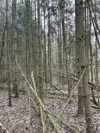 Prodej lesa, Hradiště, 3845 m2