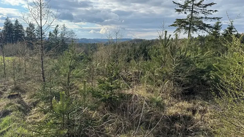 Prodej lesa, Pecka, 35108 m2