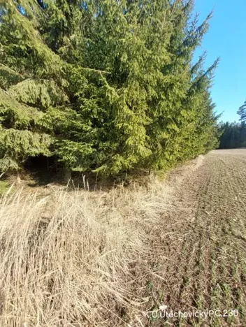 Prodej lesa, Útěchovičky, 360 m2