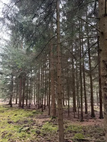 Prodej lesa, Všemyslice, 12022 m2