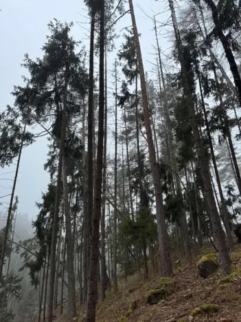 Prodej lesa, Vacov, 24200 m2