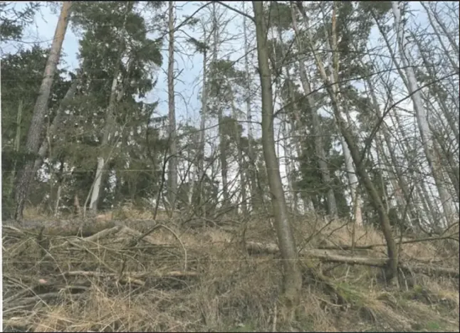 Prodej lesa, Křoví, 1060 m2