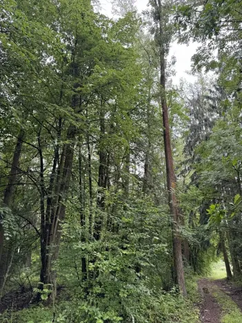 Prodej podílu lesa, Březina, 7250 m2