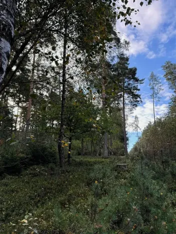 Prodej lesa, Ločenice, 7181 m2