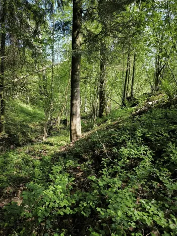 Prodej lesa, Velké Karlovice, 6375 m2