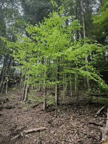 Prodej lesa, Horní Studénky, 31882 m2