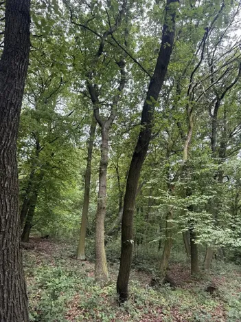 Prodej podílu lesa, Bílina, 2704 m2