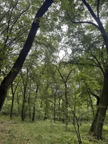 Prodej podílu lesa, Bílina, 2704 m2