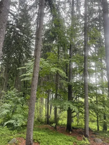 Prodej podílu lesa, Velké Hamry, 1819 m2