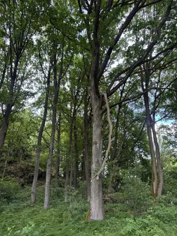 Prodej lesa, Čížkov, 10503 m2
