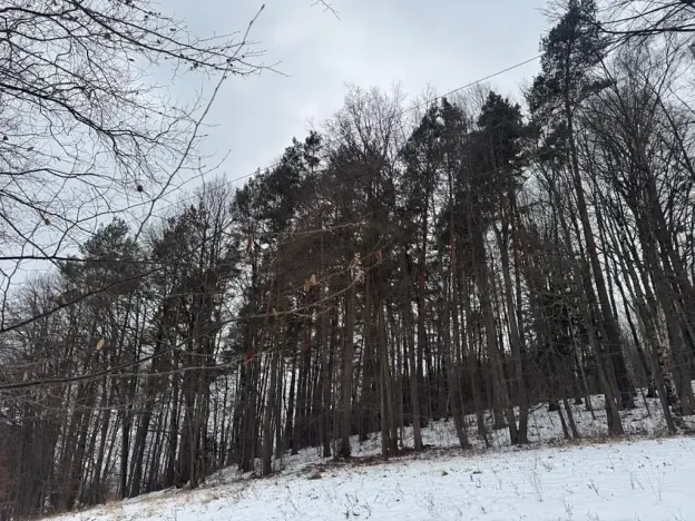 Prodej lesa, Malá Bystřice, 43476 m2