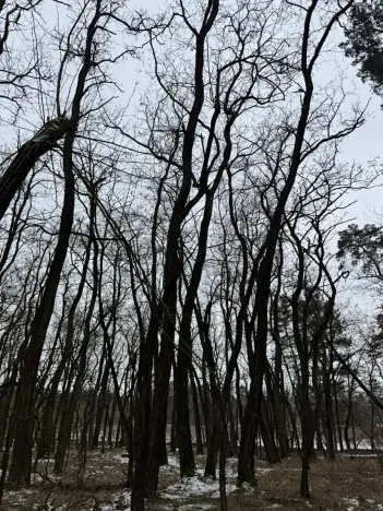 Prodej podílu lesa, Černěves, 2638 m2