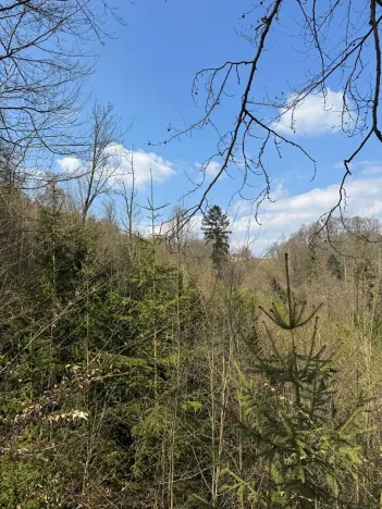 Prodej podílu lesa, Železný Brod, 11060 m2
