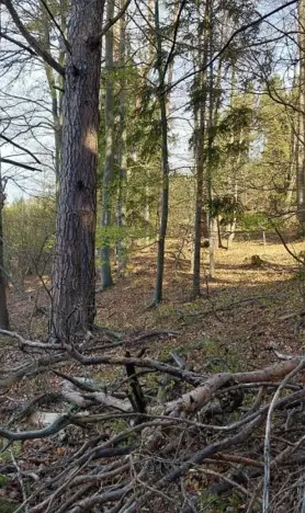 Prodej lesa, Valašská Senice, 386663 m2