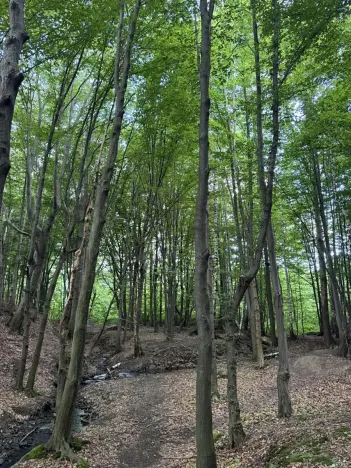 Prodej lesa, Frýdlant nad Ostravicí, 27036 m2