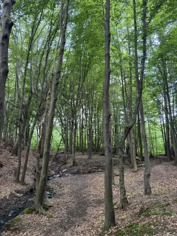 Prodej lesa, Frýdlant nad Ostravicí, 27036 m2