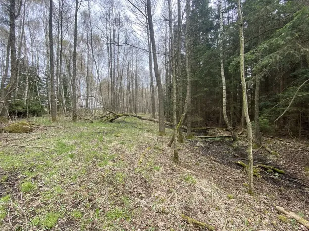 Prodej pozemku, Volfířov - Brandlín, 5958 m2
