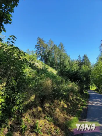 Prodej lesa, Benešov u Semil, 4922 m2