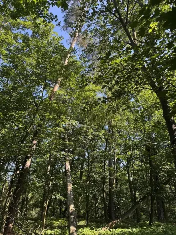 Prodej podílu lesa, Kněžmost, 1568 m2