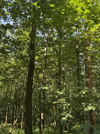 Prodej podílu lesa, Kněžmost, 1568 m2