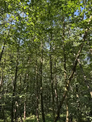 Prodej podílu lesa, Kněžmost, 1568 m2