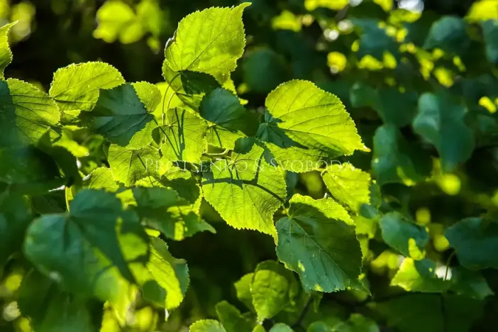 Prodej chalupy, Heřmanice, 172 m2