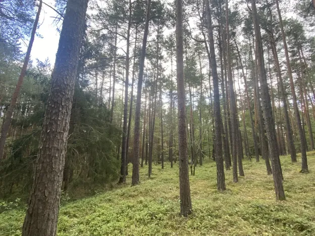 Prodej lesa, Chlumany, 4760 m2
